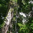 Climbing of Pouteria maclayana