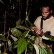 Sentiko collecting Anonychomyrma ants in their host tree