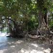 Wongat island, Madang lagune