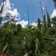 Active garden