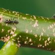 Camponotus quadriceps living in Endospermum labios