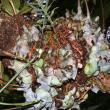 Lecanopteris fern inhabited by Polyrchachis cf. bellicosa