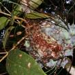 Lecanopteris fern inhabited by Polyrchachis cf. bellicosa