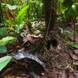 Nest of Aphaenogaster sp. 