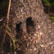 Nest of Aphaenogaster sp. 