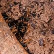 Leptomyrmex puberulus nest at base of tree