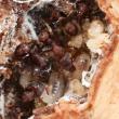 Eurhopalothrix sp. in rotten branch on forest floor