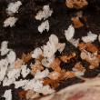 Strumigenys sp.2