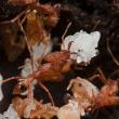Strumigenys sp.2