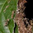 Nest of Polyrhachis cf. sexspinosa 