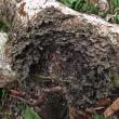 Carton nest of Crematogaster polita (crosscut)