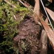 Diacamma rugosum nest, suspended on liana
