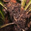 Doilichoderus monoceros nesting in Pandanus