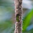 Philidris sp. nesting on rotan