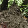 Soil mound of Pseudolasius sp. 