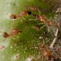 Philidris sp. preying on fig wasp