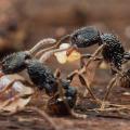 Tetramorium sp.