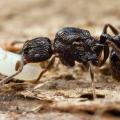 Tetramorium sp.