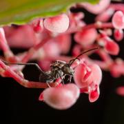 Polyrhachis sp.