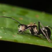 Polyrhachis sp.