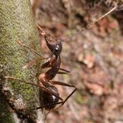 Camponotus dorycus