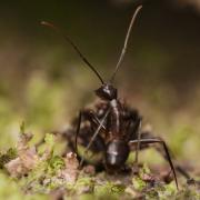 Camponotus dorycus