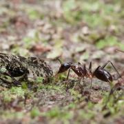 Camponotus dorycus