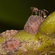 Tapinoma sp.1