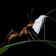 Odontomachus papuanus
