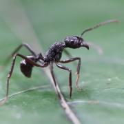 Rhytidoponera sp. 