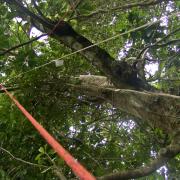Setting bait traps on Pouteria