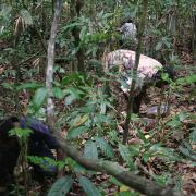 Hand collecting in Wamangu (Sepik Prov.)