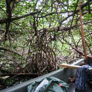 Collecting myrmecophytes in mangroves (Madang)