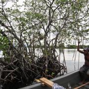 Collecting myrmecophytes in mangroves (Madang)