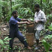 Leaf litter sifting in Wamangu (Sepik Prov.)