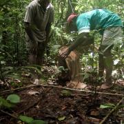 Collecting leaf litter ants in Yapsiei (Sandaun Prov.)