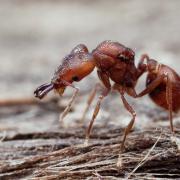 Strumigenys sp.
