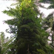 Oil palm plantation, West New Britain