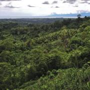 Mosaic of gardens and secondary forest