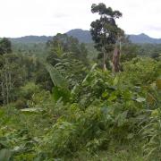 Garden, upper Sepik