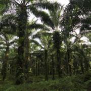 Oil palm plantation, West New Britain