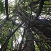 Ficus