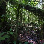 Rainforest along upper Fly river