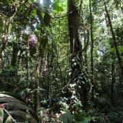 Rainforest along upper Fly river