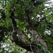 Epiphytes, Baitabag forest