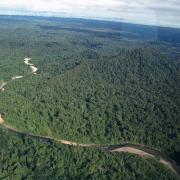 Forests around Yapsiei
