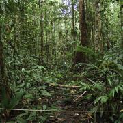 Ant plot in primary forest