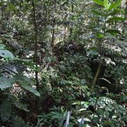 Primary forest in Karst area