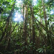 Ficus