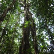 Ficus